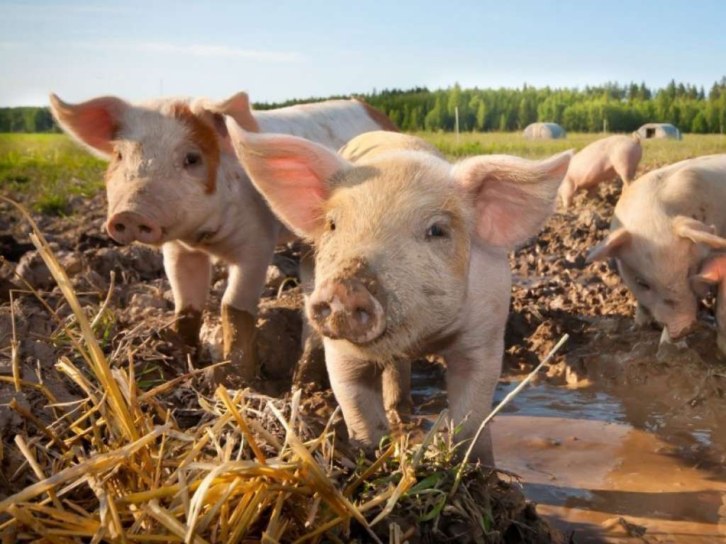 Vlada Distrikta osigurala oko milijun maraka za štetu uzrokovanu afričkom svinjskom kugom